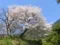 葉山（美月）の桜